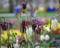 Fritillaria Meleagris 'Mix' -Flowers Sales Store fritillaria meleagris 3 79841285 692f 4fe5 81f1 0c18bc078075