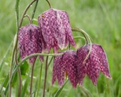 Fritillaria Meleagris 'Mix' -Flowers Sales Store fritillaria meleagris 4