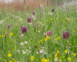 Fritillaria Meleagris 'Mix' -Flowers Sales Store fritillaria meleagris 5