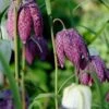 Fritillaria Meleagris 'Mix' -Flowers Sales Store fritillaria meleagris 6 ca2e363b 61b9 440e a092 e77ff1dcdc7e