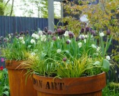 Fritillaria Meleagris 'Mix' -Flowers Sales Store fritillaria meleagris 7