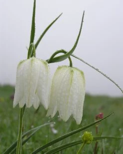 Fritillaria Meleagris 'Alba' -Flowers Sales Store fritillaria meleagris alba 10