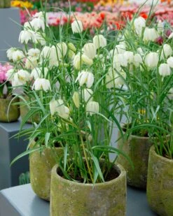 Fritillaria Meleagris 'Alba' -Flowers Sales Store fritillaria meleagris alba 11