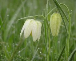 Fritillaria Meleagris 'Alba' -Flowers Sales Store fritillaria meleagris alba 2