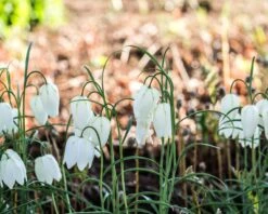 Fritillaria Meleagris 'Alba' -Flowers Sales Store fritillaria meleagris alba 5