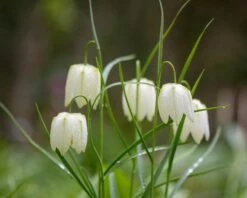 Fritillaria Meleagris 'Alba' -Flowers Sales Store fritillaria meleagris alba 6