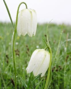 Fritillaria Meleagris 'Alba' -Flowers Sales Store fritillaria meleagris alba 8