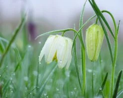 Fritillaria Meleagris 'Alba' -Flowers Sales Store fritillaria meleagris alba 9