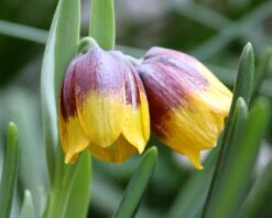 Fritillaria Michailovskyi 8 Fritillaria Michailovskyi -Flowers Sales Store fritillaria michailovsky 01