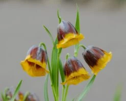 Fritillaria Michailovskyi 9 Fritillaria Michailovskyi -Flowers Sales Store fritillaria michailovsky 1