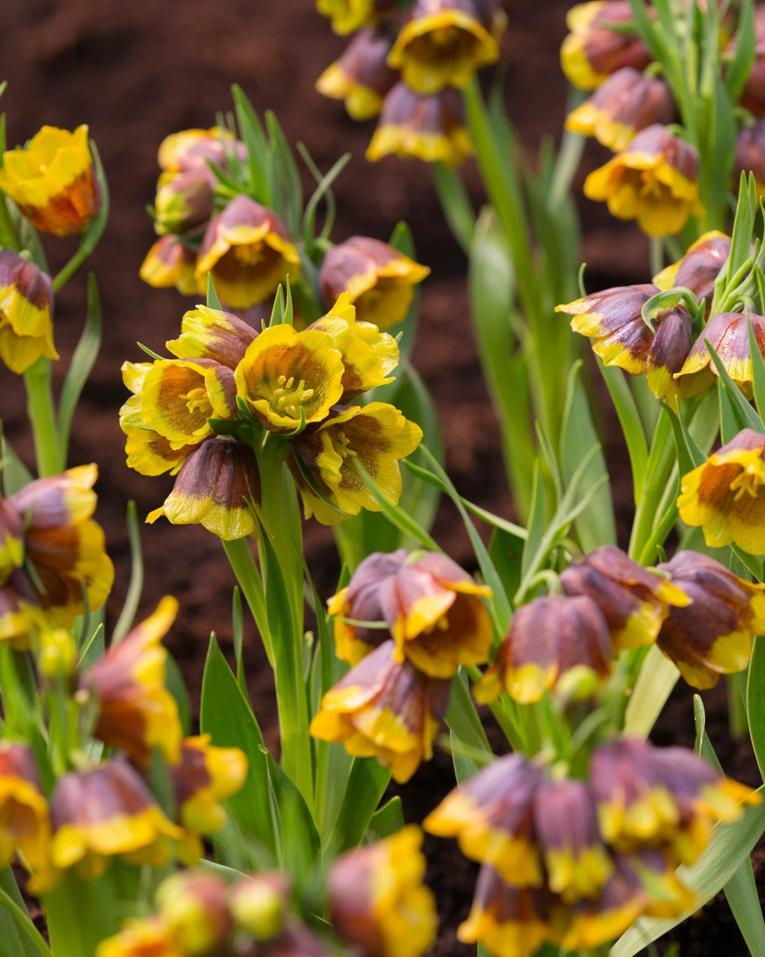 Fritillaria Michailovskyi
