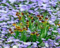 Flowers Sales Store -Flowers Sales Store fritillaria michailovsky 5