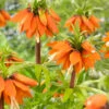 Fritillaria 'Orange Beauty' -Flowers Sales Store fritillaria orange beauty 1 385ef5b8 c451 43a7 b1ef 3b722920cf09