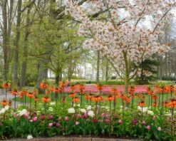 Fritillaria 'Orange Beauty' -Flowers Sales Store fritillaria orange beauty 2