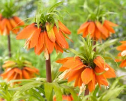 Fritillaria 'Orange Beauty' -Flowers Sales Store fritillaria orange beauty 2 cec5378a 7166 459e bc18 e16677ee1c97