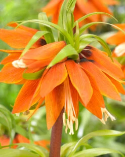 Fritillaria 'Orange Beauty' -Flowers Sales Store fritillaria orange beauty 3
