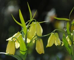 Fritillaria Pallidiflora -Flowers Sales Store fritillaria pallidiflora 10