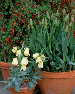 Fritillaria Pallidiflora -Flowers Sales Store fritillaria pallidiflora 11