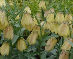 Fritillaria Pallidiflora -Flowers Sales Store fritillaria pallidiflora 2