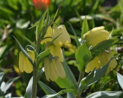 Fritillaria Pallidiflora -Flowers Sales Store fritillaria pallidiflora 3