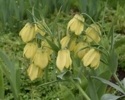 Fritillaria Pallidiflora -Flowers Sales Store fritillaria pallidiflora 4