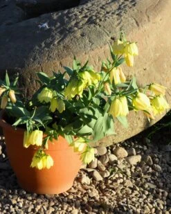Fritillaria Pallidiflora -Flowers Sales Store fritillaria pallidiflora 5