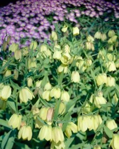 Fritillaria Pallidiflora -Flowers Sales Store fritillaria pallidiflora 7