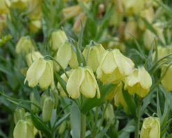 Fritillaria Pallidiflora -Flowers Sales Store fritillaria pallidiflora 8
