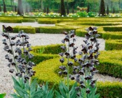 Fritillaria 'Twin Towers Tribute' -Flowers Sales Store fritillaria persica 1