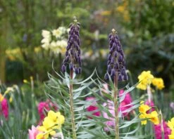Fritillaria 'Twin Towers Tribute' -Flowers Sales Store fritillaria persica 2 a24b3c8f 4927 4517 b450 f81b5a3e0db7
