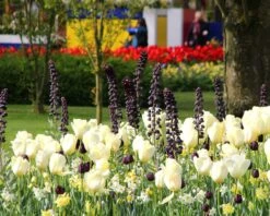 Fritillaria 'Twin Towers Tribute' -Flowers Sales Store fritillaria persica 4