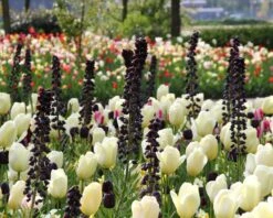 Fritillaria 'Twin Towers Tribute' -Flowers Sales Store fritillaria persica 5