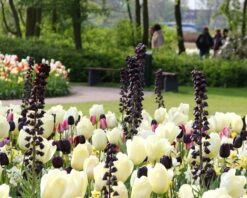 Fritillaria 'Twin Towers Tribute' -Flowers Sales Store fritillaria persica 6