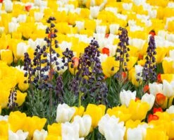 Fritillaria Persica 'XXL' -Flowers Sales Store fritillaria persica xxl 1