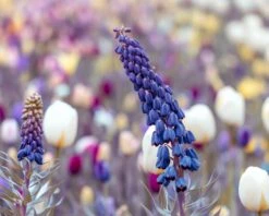 Fritillaria Persica 'XXL' -Flowers Sales Store fritillaria persica xxl 10