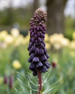 Fritillaria Persica 'XXL' -Flowers Sales Store fritillaria persica xxl 11
