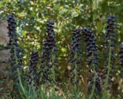 Fritillaria Persica 'XXL' -Flowers Sales Store fritillaria persica xxl 2