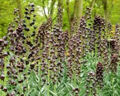 Fritillaria Persica 'XXL' -Flowers Sales Store fritillaria persica xxl 4