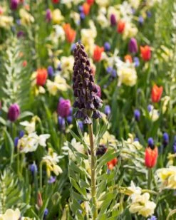 Fritillaria Persica 'XXL' -Flowers Sales Store fritillaria persica xxl 5