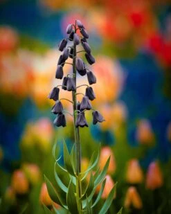 Fritillaria Persica 'XXL' -Flowers Sales Store fritillaria persica xxl 6