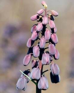 Fritillaria Persica 'XXL' -Flowers Sales Store fritillaria persica xxl 8