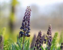 Fritillaria Persica 'XXL' -Flowers Sales Store fritillaria persica xxl 9