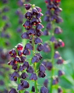 Fritillaria 'Purple Dynamite' 17 Fritillaria 'Purple Dynamite' -Flowers Sales Store fritillaria purple dynamite 2