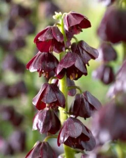 Fritillaria 'Purple Dynamite' 18 Fritillaria 'Purple Dynamite' -Flowers Sales Store fritillaria purple dynamite 3