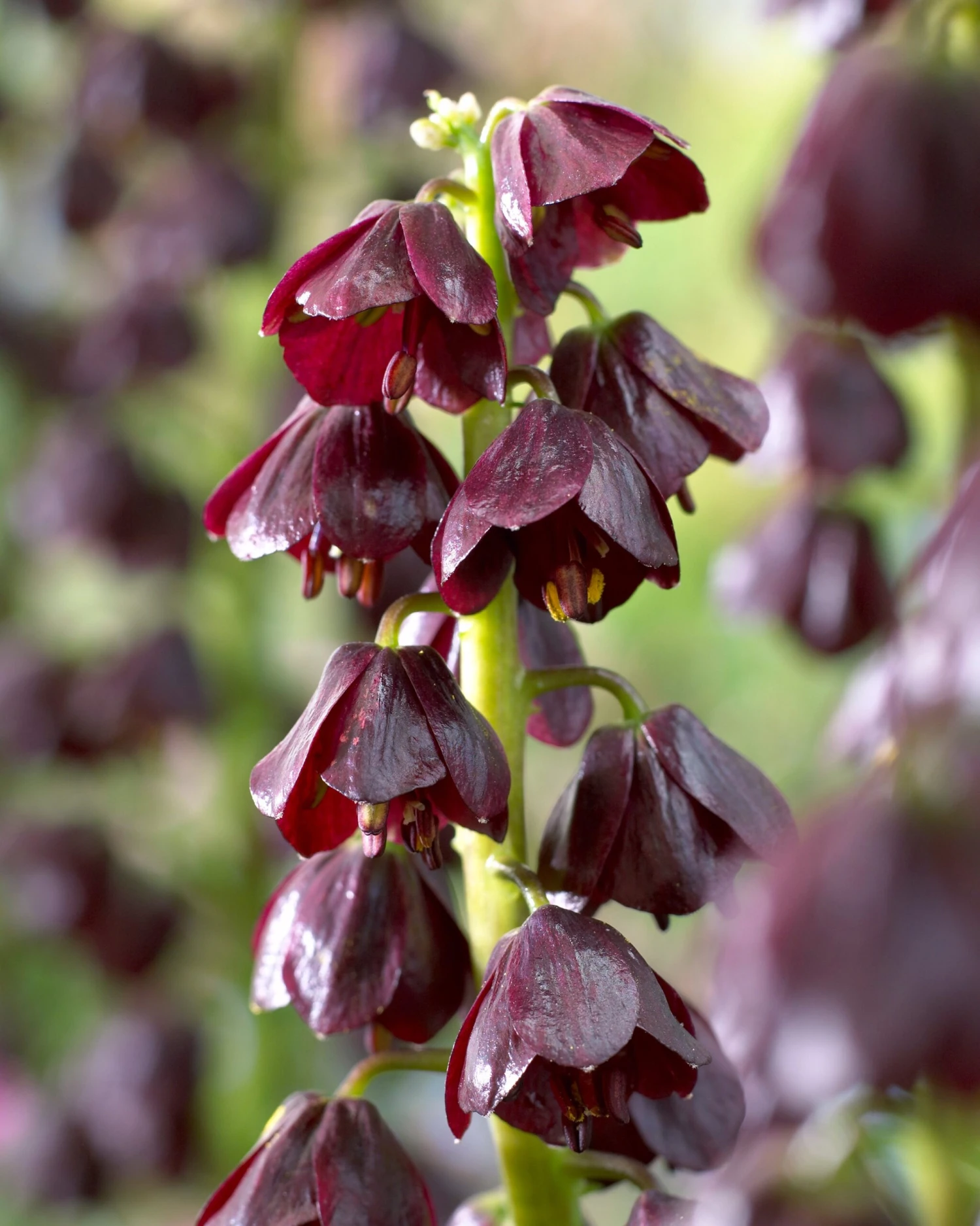 Fritillaria 'Purple Dynamite' 9 Fritillaria 'Purple Dynamite' - Image 7