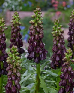 Fritillaria 'Purple Dynamite' 19 Fritillaria 'Purple Dynamite' -Flowers Sales Store fritillaria purple dynamite 4