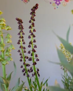 Fritillaria 'Purple Dynamite' 20 Fritillaria 'Purple Dynamite' -Flowers Sales Store fritillaria purple dynamite 5