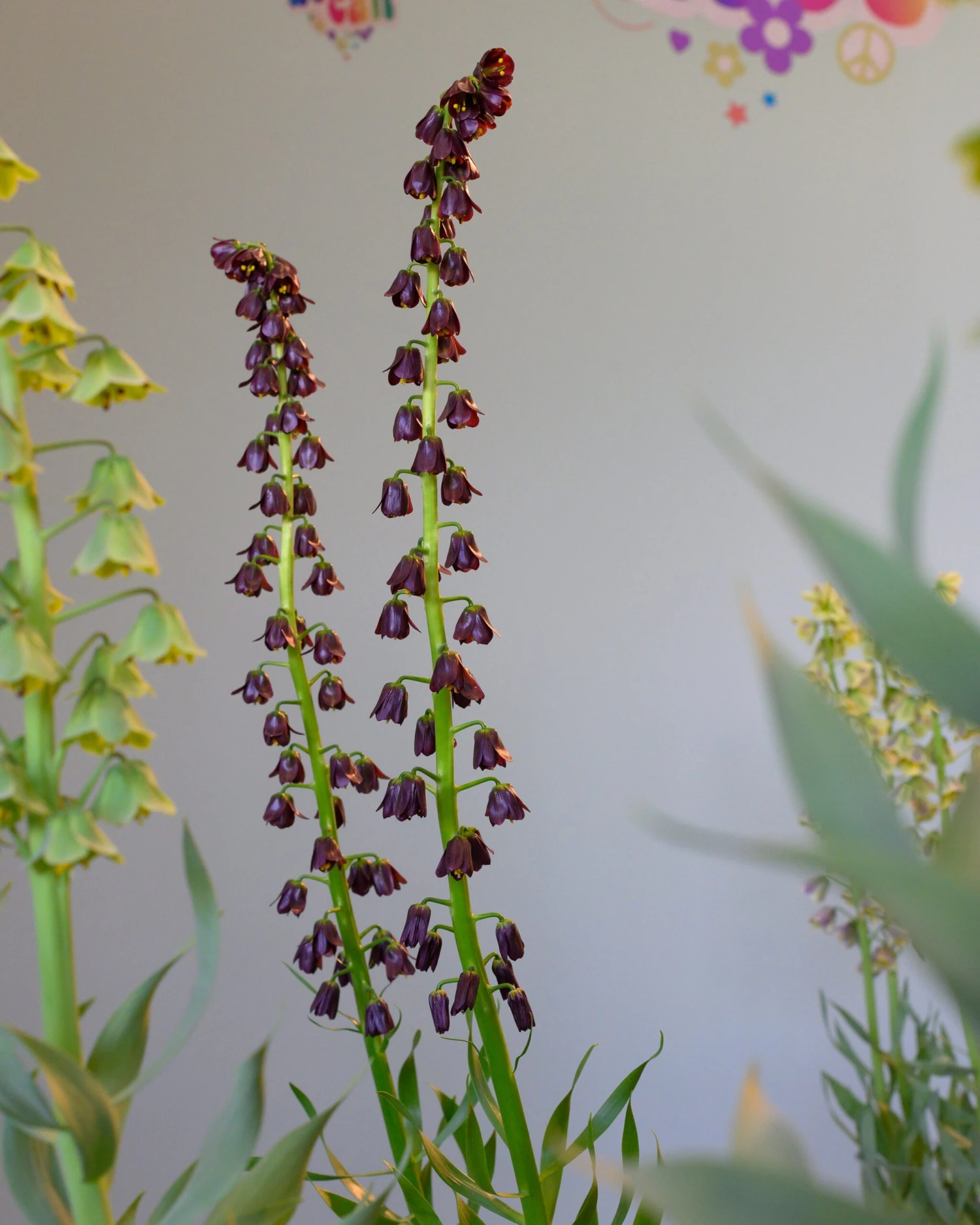 Fritillaria 'Purple Dynamite' 11 Fritillaria 'Purple Dynamite' - Image 9