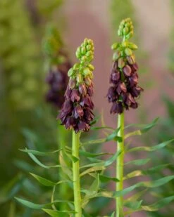 Fritillaria 'Purple Dynamite' 21 Fritillaria 'Purple Dynamite' -Flowers Sales Store fritillaria purple dynamite 6