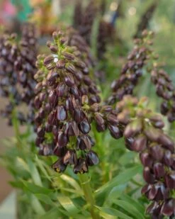 Fritillaria 'Purple Dynamite' 16 Fritillaria 'Purple Dynamite' -Flowers Sales Store fritillaria purple dynamite 8